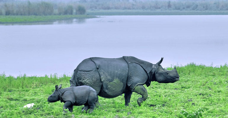 Jaldapara National Park